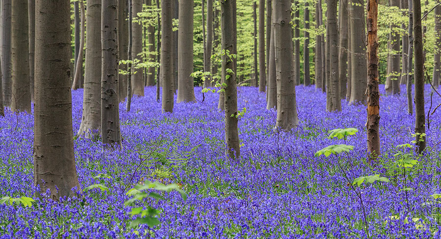 Belgian Bluebell Forest 