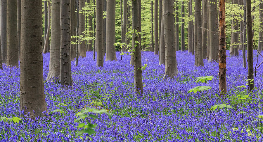 Hallerbos - The Belgian Bluebell Forest